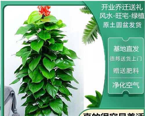 办公室最旺风水植物推荐（提升办公室风水的15种植物选择）