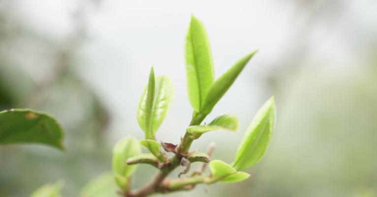 如何设置电脑桌面密码？（一步步教你保护电脑桌面的隐私）