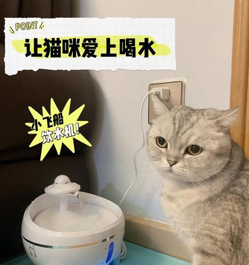 如何引导猫猫喝水的正确方法（教你让猫猫爱上喝水）