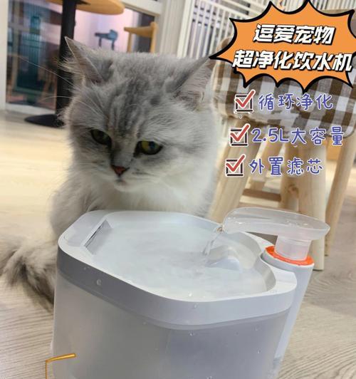 如何引导猫猫喝水的正确方法（教你让猫猫爱上喝水）