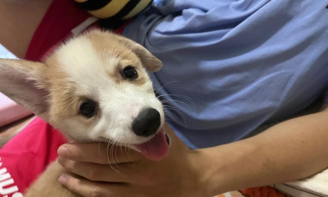 幼犬到家养护须知（关爱小生命）