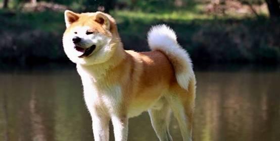 日本柴犬和秋田犬的不同之处（探索日本两大犬种的独特魅力）