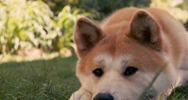 日本柴犬和秋田犬的不同之处（探索日本两大犬种的独特魅力）