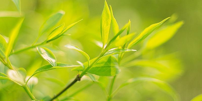 电脑桌面恢复正常尺寸的方法（解决电脑桌面尺寸异常的有效技巧与工具）