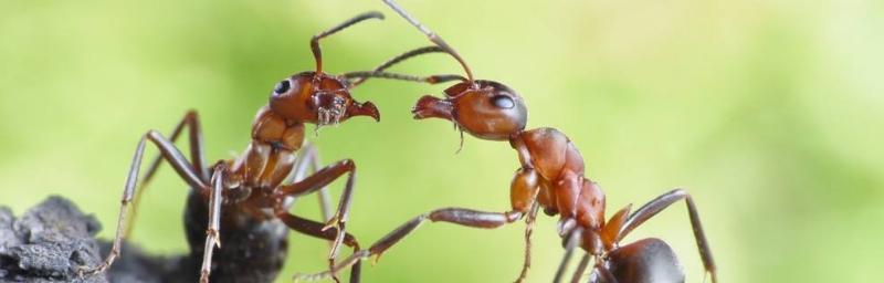 探索蚂蚁的神奇世界（解密蚂蚁的生活习性与社会结构）