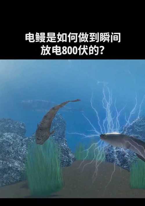 电鳗放电的原理及其生物学意义（揭秘电鳗放电的神奇机制）