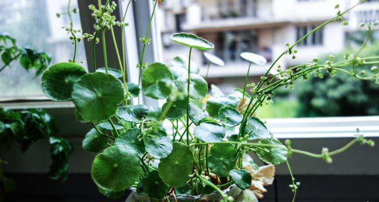 铜钱草的正确养护方法（打造繁茂绿意家居首选植物）