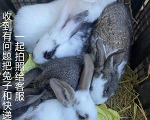 如何饲养宠物兔子幼崽？需要特别注意哪些事项？