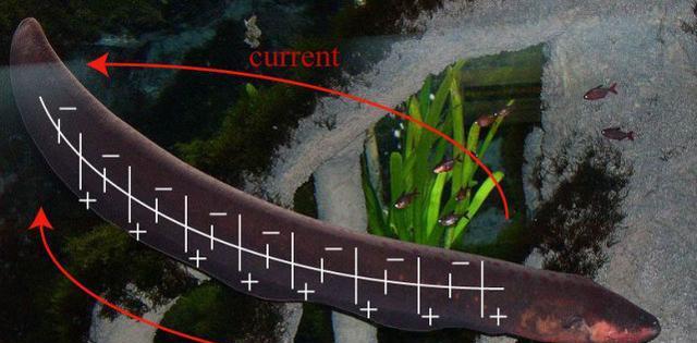电鳗放电的原理是什么？电鳗放电能电死人吗？