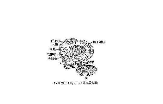 河蚌外壳手绘图案如何设计？绘制步骤是怎样的？